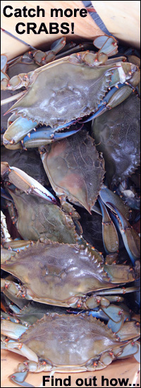 Blue Crabs