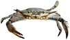 Blue Crab