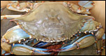 Blue Crab