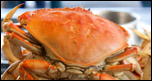Dungeness Crab