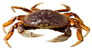 Dungeness Crab